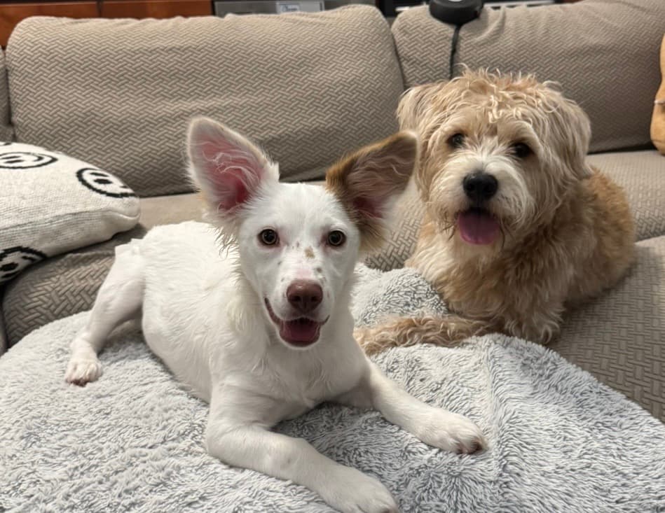 Chester and Tofu, Savannah Vo's dogs